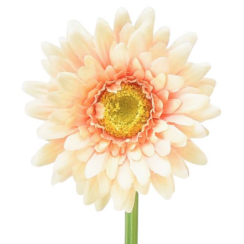 Floristik24 Umelé kvety Gerbera Marhuľa 47cm