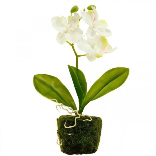 Floristik24 Umelé orchidey Umelá kvetina orchidea biela 20cm