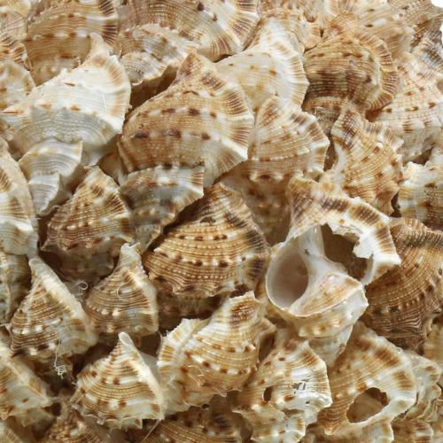 položky Mušľová dekorácia guľa morské slimáky Námorná dekorácia na zavesenie Ø18cm