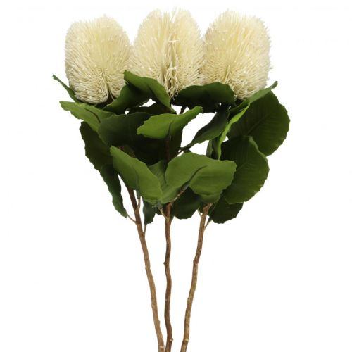 Floristik24 Umelé kvety, Banksia, Proteaceae Krémová biela L58cm V6cm 3ks