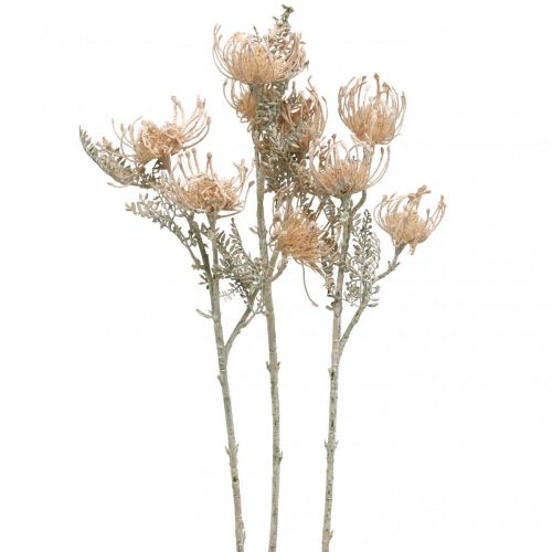Floristik24 Umelé kvety, Ihelníkový kvet, Leucospermum, Proteaceae prané biele L58cm 3ks