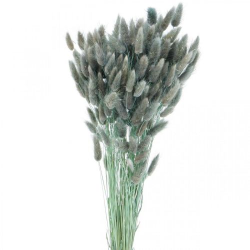 Floristik24 Lagurus sušený králičí chvost tráva modrá zelená 65-70cm 100g