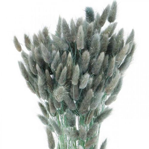 položky Lagurus sušený králičí chvost tráva modrá zelená 65-70cm 100g