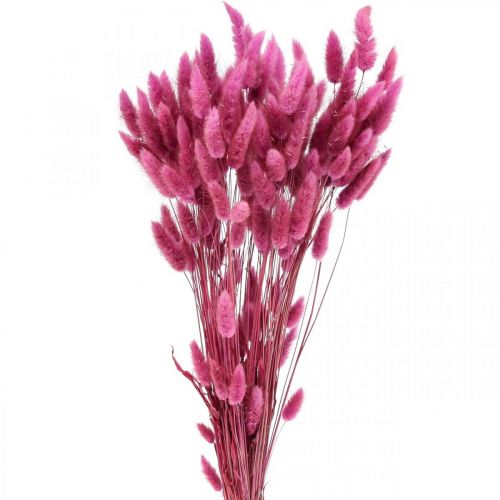 Floristik24 Lagurus Sušený králičí chvost tráva fialová 65-70cm 100g