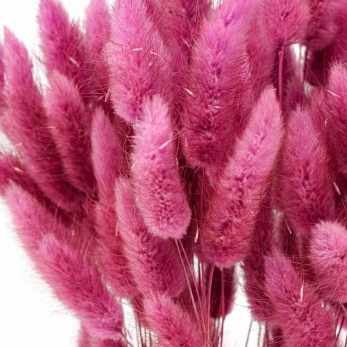 položky Lagurus Sušený králičí chvost tráva fialová 65-70cm 100g