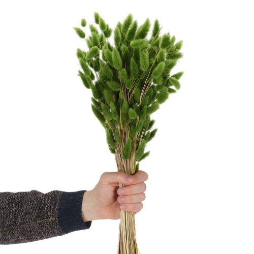 položky Sušený Lagurus (zajačí chvost) 65-70 cm 100 g