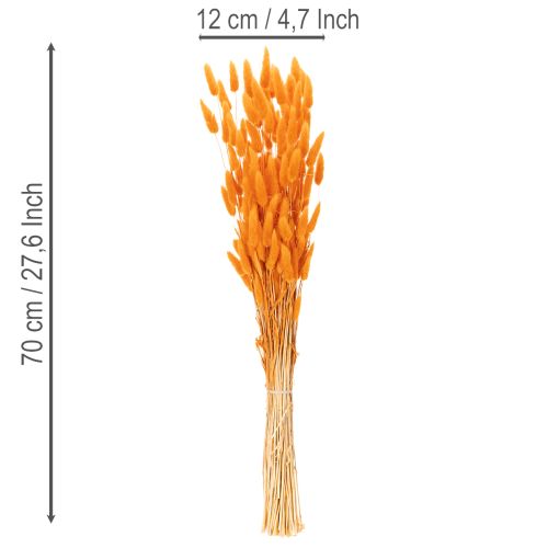 Trs zamatovej trávy Lagurus, sušený, 70 cm, 100 g | Floristik24.sk