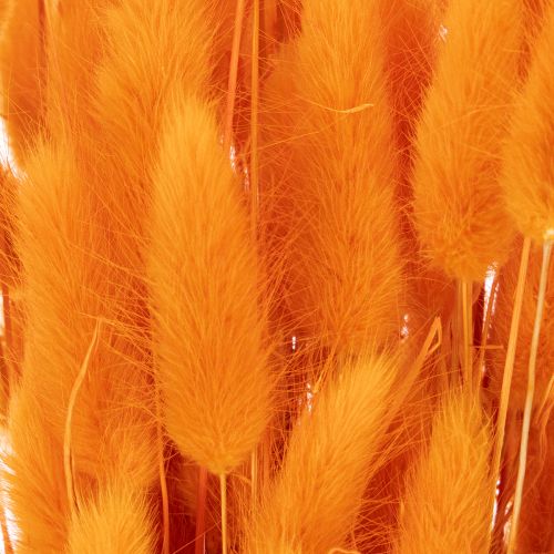 Trs zamatovej trávy Lagurus, sušený, 70 cm, 100 g | Floristik24.sk