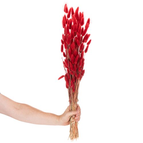 Sušený kytičný lagurus, dekorácia zo sušených kvetov, 70 cm, 100 g | Floristik24.sk