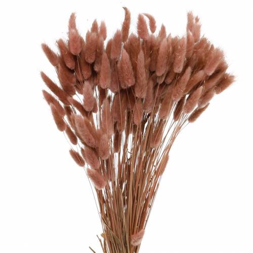 Floristik24 Suché kvetinárstvo králičie chvostové trávy Lagurus červenohnedé 100g