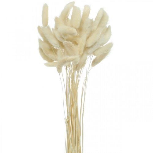 Floristik24 Lagurus sušená tráva z králičieho chvosta bielená 40-50cm 50p