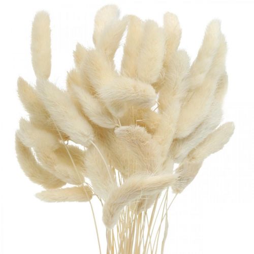 položky Lagurus sušená tráva z králičieho chvosta bielená 40-50cm 50p