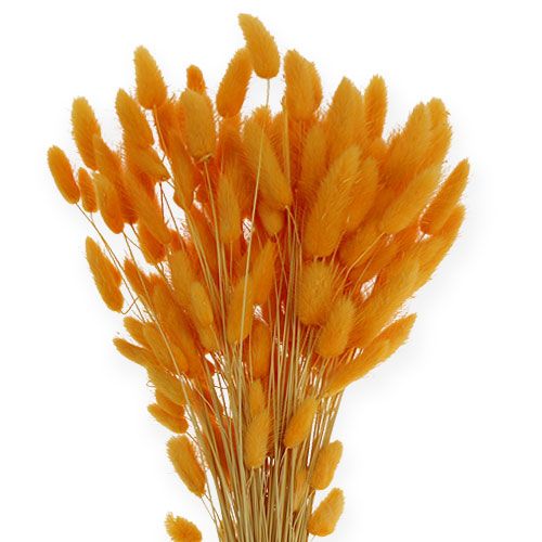 položky Dekoratívna tráva pomarančový Lagurus 100 gr