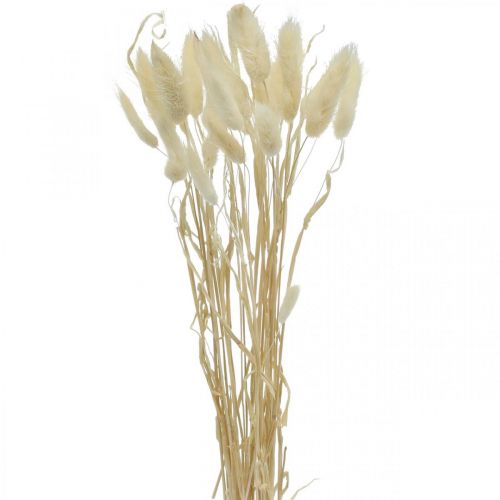 Floristik24 Lagurus sušená dekorácia, zamatová tráva, tráva z králičieho chvosta, suchá dekorácia bielená L20-60cm 30ks