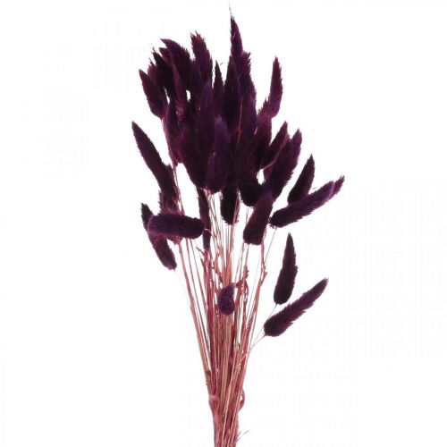 položky Zamatová tráva fialová, tráva z králičieho chvosta, Lagurus L18-50cm 25g