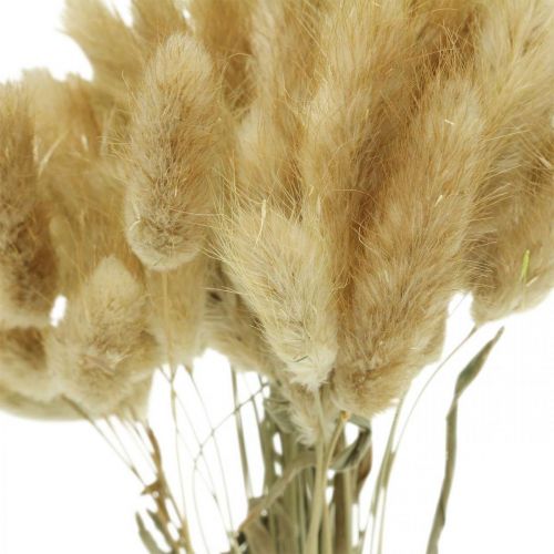 položky Lagurus ovatus, Pennisetum Grass, Velvet Grass Natural Light Brown L40–50cm 30g
