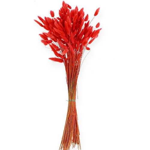 Floristik24 Deco Grass Red Lagurus 100 gr