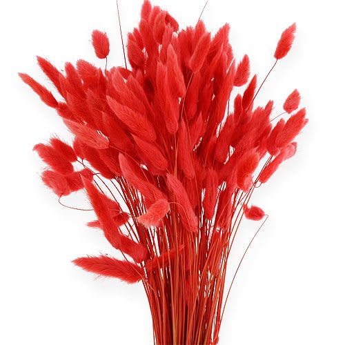 položky Deco Grass Red Lagurus 100 gr
