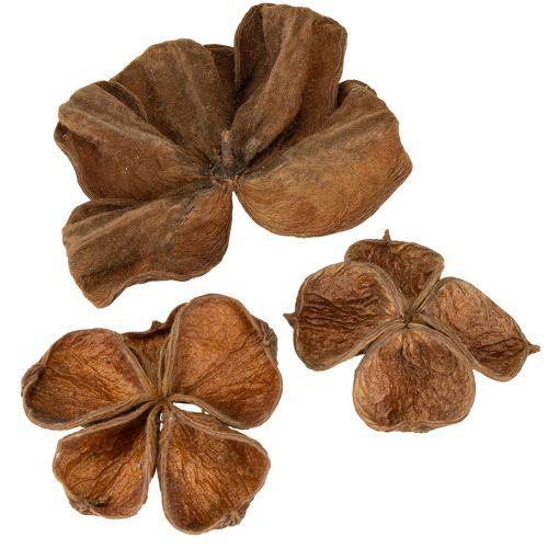 Landlotus Nature 50 ks