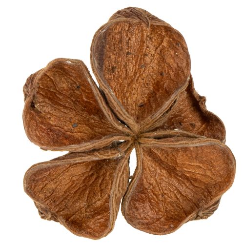 Floristik24 Landlotus Nature 50 ks