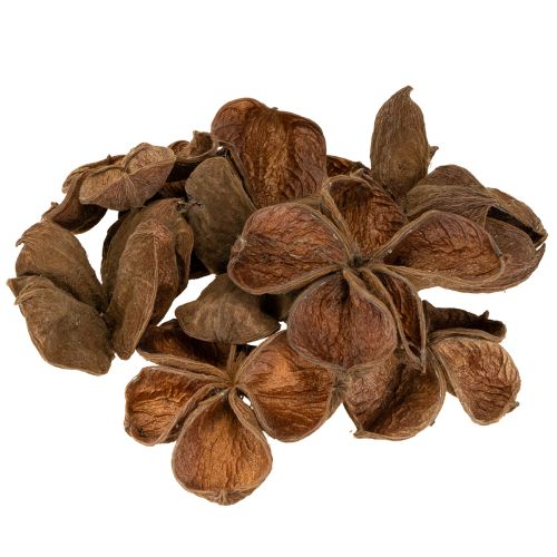 Floristik24 Landlotus Nature 50 ks