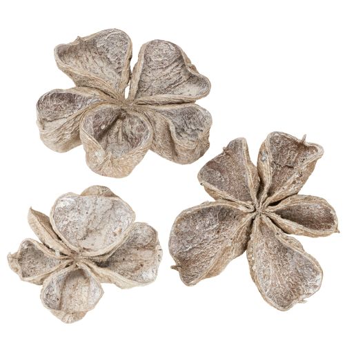 Floristik24 Landlotus biely 6-12 cm 50 ks