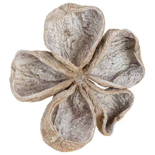 Floristik24 Landlotus biely 6-12 cm 50 ks