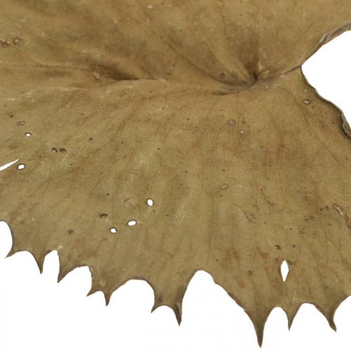 položky Lotosové listy sušené prírodná suchá dekorácia lekno list 50 kusov