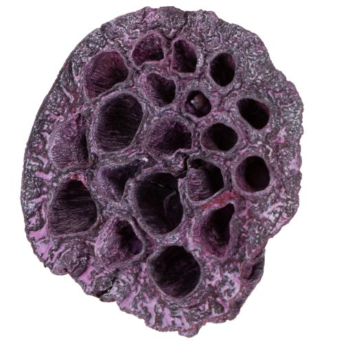 položky Lotosové kapsuly, suché kvetinárstvo, lotosová cibuľka ružová, praná biela 50 kusov