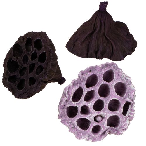 položky Lotus Mix Ružová, Erika Ø6cm - Ø10cm 50 ks