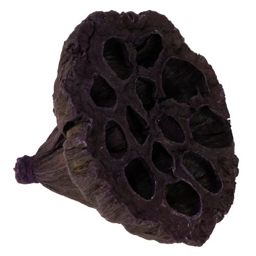 položky Lotus Mix Ružová, Erika Ø6cm - Ø10cm 50 ks