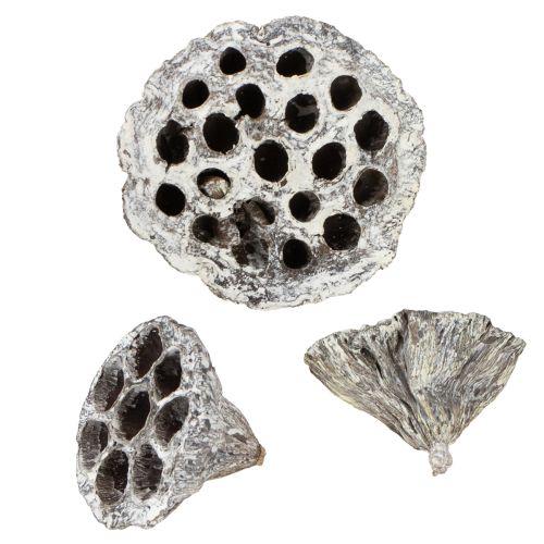 Floristik24 Dekoratívna fľaštička Lotos Natural Lotus, biela 6-8 cm, 50 ks