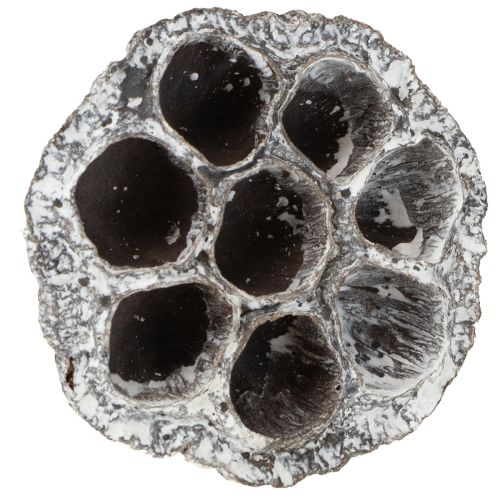 položky Dekoratívna fľaštička Lotos Natural Lotus, biela 6-8 cm, 50 ks