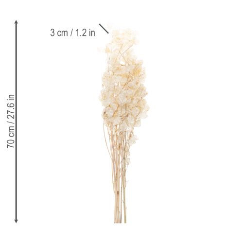 položky Sušené kvety Lunaria, mesačná fialka, strieborný list, sušené, 60-80 cm, 30 g