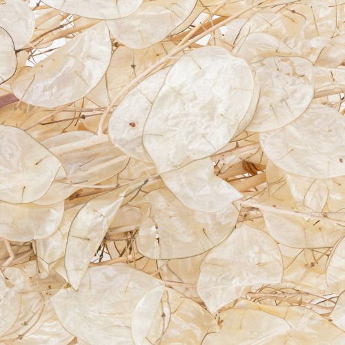 položky Sušené kvety Lunaria, mesačná fialka, strieborný list, sušené, 60-80 cm, 30 g