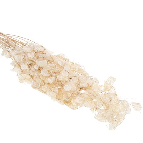 položky Sušené kvety Lunaria, mesačná fialka, strieborný list, sušené, 60-80 cm, 30 g