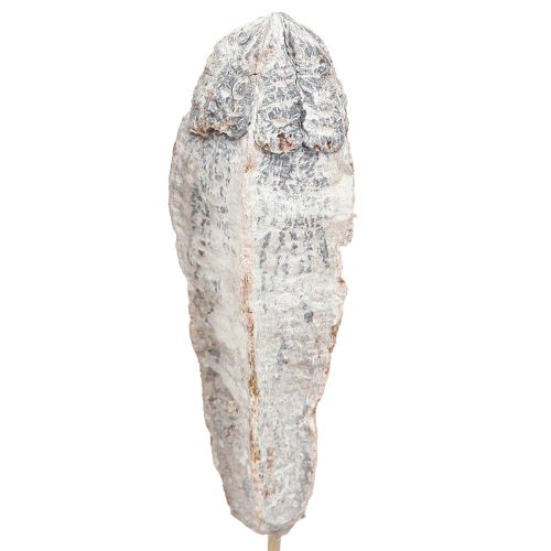 položky Dekorácia z mahagónových strukov, suchá, prírodná biela, 45 cm, 50 ks