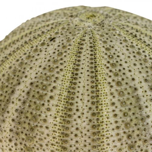 položky Maritime Deco Morský ježko Deco Green Summer Deco Ø5-6cm 17ks