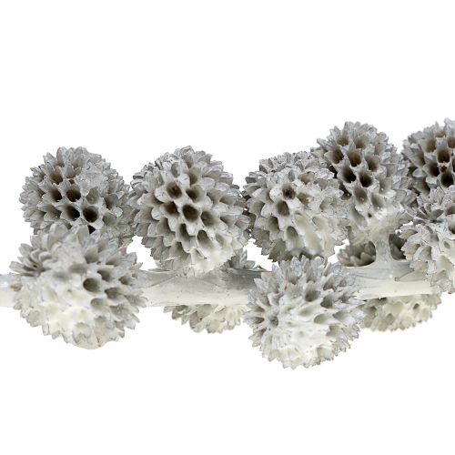 Floristik24 Šišky Casuarina na konári bielo-sivé voskované 250g