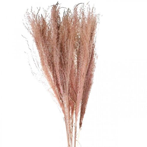 Suchá tráva dlhá ružová perová tráva deco Miscanthus 75cm 10ks