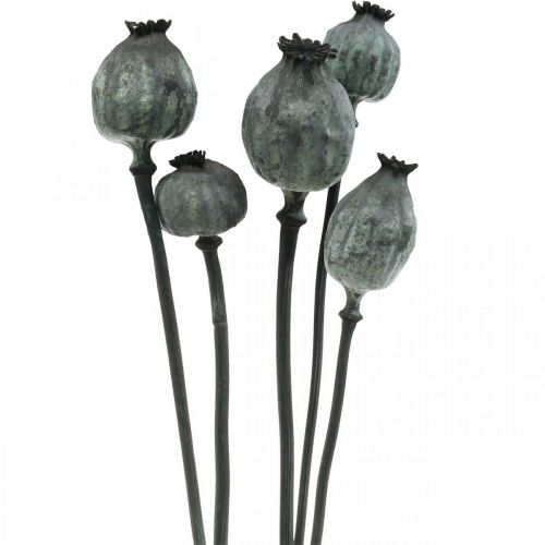 Makové tobolky čierne farebné suché kvetinárstvo maková dekorácia 50-60cm 5ks