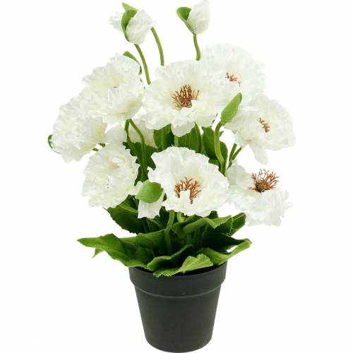 Floristik24 Vlčie maky v kvetináči biele hodvábne kvety kvetinová výzdoba