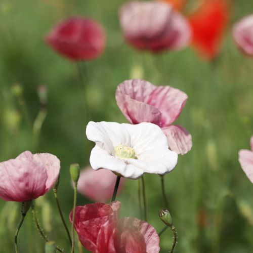 položky Keramický kvetinový kolík v tvare maku, s láskou prepracovaný, pre elegantné záhradné doplnky, 42 cm, 4 kusy