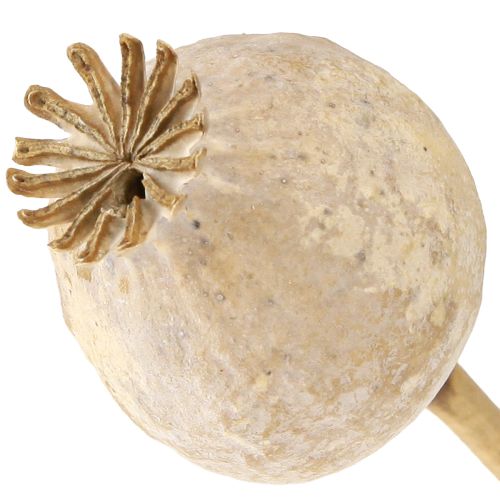 Floristik24 Makové kapsuly sušené prírodné sušené kvety 55 cm 10 ks