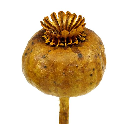 Floristik24 Hlavy maku vo farbe žltej 100 ks