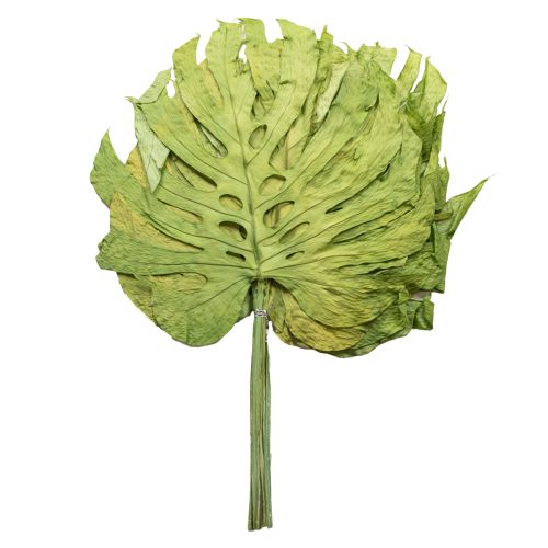 položky Dekoratívne listy monstery pre boho a mestskú džungľu