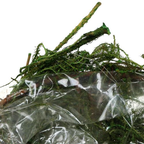 Floristik24 Machová miska zelená Ø11cm V6,5cm - 7,5cm 5ks