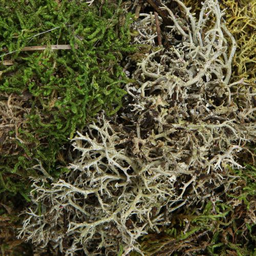 položky Machový veniec ozdobný veniec ježko mach a handra mach prírodný Ø42cm