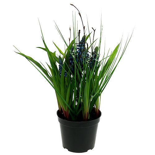 Floristik24 Muscari v kvetináči Modrá H 30cm