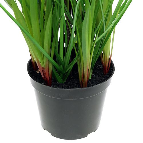 Floristik24 Muscari v kvetináči Modrá H 30cm